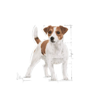 Royal Canin Mini Adult – Hrană Umedă pentru Câini de Talie Mică, în Sos, 85 g